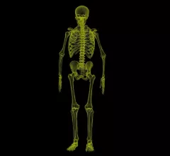 human-skeleton-1813086_1920.jpg