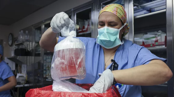 Surgeon removes pig kidney from cold storage ahead of transplant